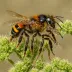 Andrena marginata