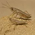 Australian Pygmy Grasshopper (Paratettix argillaceus)