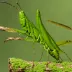 Amazon Giant Grasshopper (Titanacris humboldtii)