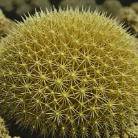 Allocentrotus fragilis