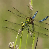 Arrow Clubtail