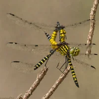 Apache Spiketail