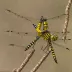 Apache Spiketail