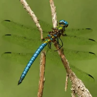 Amazon Darner