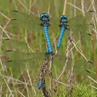 Azure Hawker