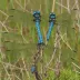 Azure Hawker