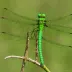 Australian Emperor