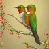 Amazilia Hummingbird