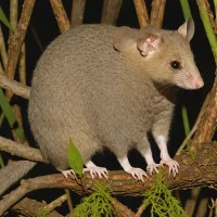 Argentine fat-tailed mouse opossum