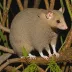 Argentine fat-tailed mouse opossum