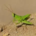 Angular Grasshopper (Kraussaria angulifera)