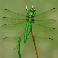American Emerald