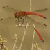 Autumn Meadowhawk