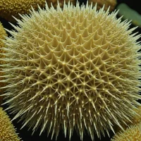 Abatus beatriceae