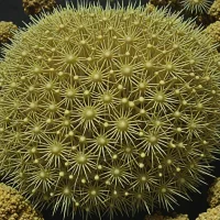 Abatus philippii