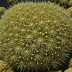 Abatus philippii