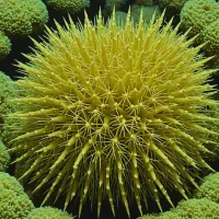 Acanthocidaris maculicollis