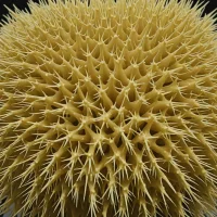 Amphidetus cordatus