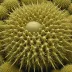 Anochanus sinensis