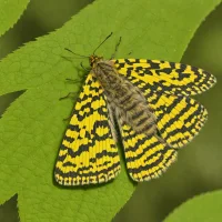 Alder moth