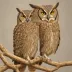 Arabian Scops Owl