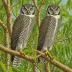 Admiralty Islands Hawk-Owl
