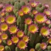 Arizona Rainbow Cactus (Echinocereus pectinatus)