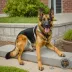 Apollo (FEMA K9)
