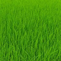 Abbey Kentucky Bluegrass