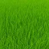 Abbey Kentucky Bluegrass