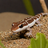 African Fat-Tailed Gecko