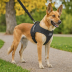 AuggDog Dog Harness