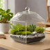 Amazon Basics Glass Terrarium Kit
