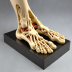 Anatomical Foot Model