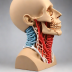 Anatomical Neck Model