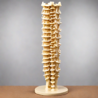 Anatomical Spine Model