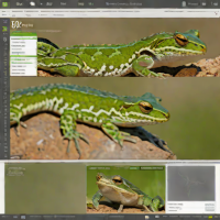 A Field Guide to Western Reptiles and Amphibians