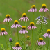 A Field Guide to Southeastern Wildflowers