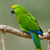 Barnard's Parrot (Cyanoloxia cyanocephala)