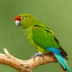 Brown-Headed Parrot (Pyrrhura pyrrhoptera)