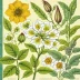 Botanical Illustration: The Next Wave (by Lynne Dobbinson)