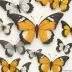Butterfly Dignics 09C