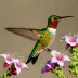 Berylline Hummingbird