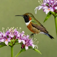 Bumblebee Hummingbird