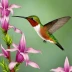 Bahama Woodstar