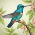 Blue-tufted Starthroat