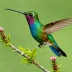 Blue-tailed Hummingbird