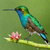 Blue-chested Hummingbird