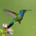 Blue-headed Sapphire