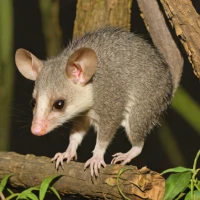 Bushy-tailed Opossum